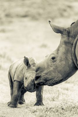 New Initiative Launched in Aid of World Rhino Day on the 22nd September