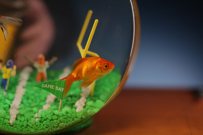Nat Geo WILD Reveals The Lead Role In Upcoming Four-hour Reality Event "Fish Bowl"