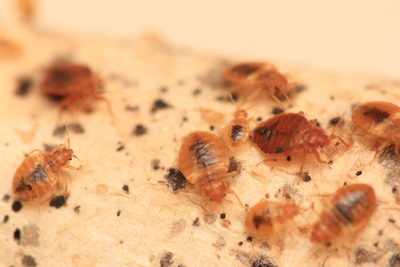 Chicago Tops Bed Bug Cities List for Second Year in a Row