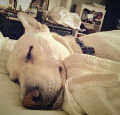 Novosbed.com Sleep Survey Reveals Humans Like Sleeping With Their Pets