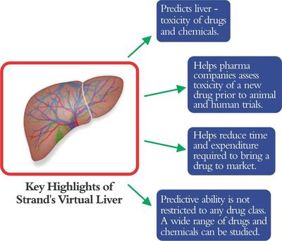 Strand Receives US Patent for Virtual Liver, Releases New Human Liver Model