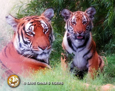 Scientists Praise China's Commitment to Reintroduce Tigers to the Wild