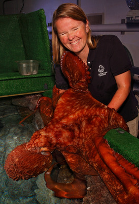 The giant Pacific octopus, here with Monterey Bay Aquarium senior aquarist Julia Mariottini, is one of the amazing animals in "Tentacles: The Astounding Lives of Octopuses Squid and Cuttlefishes". It's the world's largest exhibit of creatures that have gripped the human imagination for thousands of years. "Tentacles" continues at the Monterey Bay Aquarium from April 12, 1024 through Labor Day 2016. It's included with aquarium admission. Credit: (c) Monterey Bay Aquarium/Randy Wilder