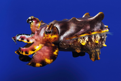 The colorful flamboyant cuttlefish, Metasepia pfefferi, is featured in the new special exhibition, "Tentacles: The Astounding Lives of Octopuses, Squid and Cuttlefishes", at the Monterey Bay Aquarium. Credit: (c) Monterey Bay Aquarium/Randy Wilder