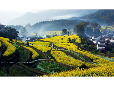 Beautiful homes and the surrounding terraced fields