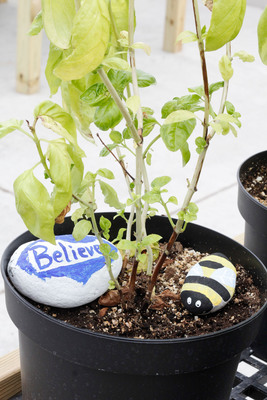 Painted rocks decorate a basil plant cared for by Special Tree clients.