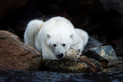 Canon Europe Supports WWF and NPI Expedition to Svalbard to Investigate Impact of Climate Change on Polar Bears