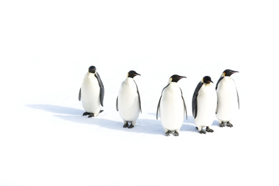 Emperor penguins in the Ross Sea, Antarctica. Credit: John B. Weller.