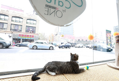 America's First Cat Cafe Now Open In New York