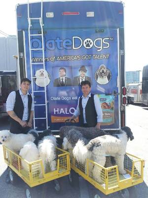 Halo, Purely for Pets and Olate Dogs Partner to Promote Rescue, Dispel Shelter Pet Stereotypes