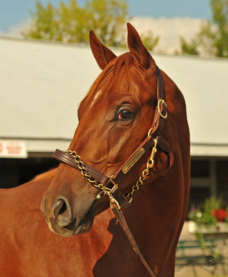 Norton Herrick's Racehorse 'Danza' A Major Kentucky Derby Favorite