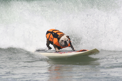 Unleashed by Petco, Takes the Reigns of the Largest Surfing Dog Competition in America