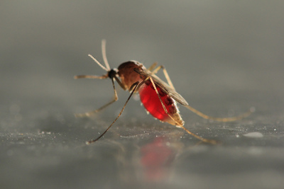 Atlanta Tops Mosquito Cities List