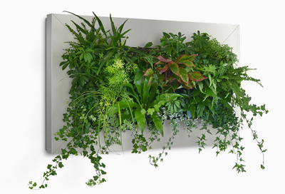 Compact Green Wall Product From Suite Plants Is Living Plant Artwork For Companies and Commercial Spaces Looking To Go Green