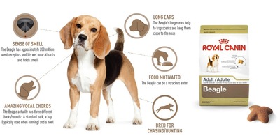 Royal Canin® Adds West Highland White Terrier and Beagle to Breed Health Nutrition™ Product Line