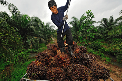 Mondelez International's sustainable palm oil action plan is the latest step in its long-term commitment to only buy palm oil that's produced on legally held land; doesn't lead to deforestation or loss of peat land; respects human rights, including land rights; and doesn't use forced or child labor. (photo: think4photop)