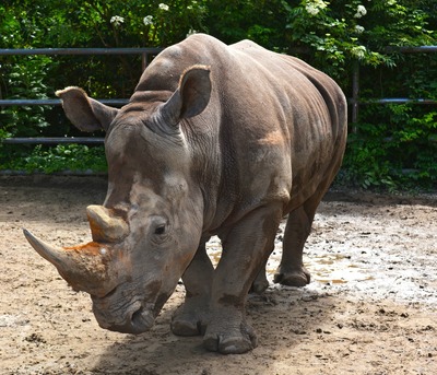 Audubon Zoo White Rhino “Bonnie”