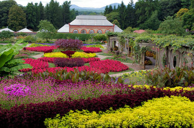 Biltmore's summertime gardens offer a feast of rich colors and scents