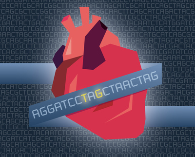 Researchers have found mutations in the gene APOC3 that lower triglyceride levels in the blood and also significantly reduce a person-s risk of coronary heart disease. Image by Susanna Hamilton, Broad Communications