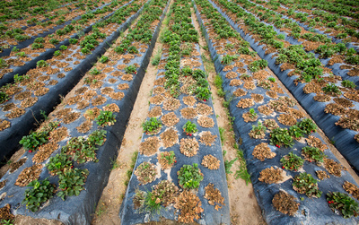 California Strawberry Commission Continues Research Partnership With Department of Pesticide Regulations To Improve Control of Soil-Borne Diseases