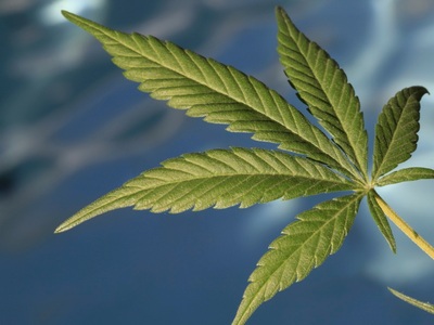 Colorado-based Melowana, Inc. Seeks Crowd-Funding to Grow Retro, Naturally Low-THC Strains of Marijuana