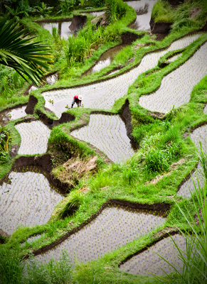 Balinese rice terraces, courtesy of Paragon Pixels.