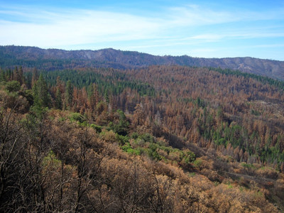 Studies Show Severe Fires Are Natural and Ecologically Beneficial to Sierra Nevada Forests