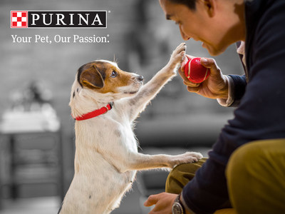 Nutritional Breakthroughs Help Pets Sustain Brain Health As They Grow Older, Nestle Purina Research Finds
