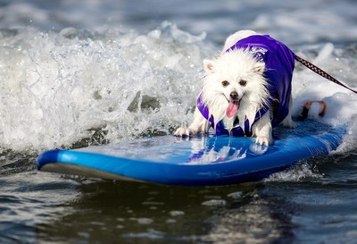 Dogs Set To "Make Waves" At Ninth Annual Surf Dog Surf-A-Thon, Presented By Blue Buffalo!