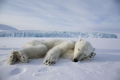 Canon and WWF Share Results of Research into the Impact of Climate Change in the Arctic