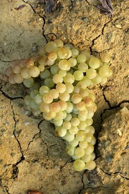 La Scolca Vineyard Concludes its September Harvest for 2014: Favourable Weather Promises a High Quality Vintage