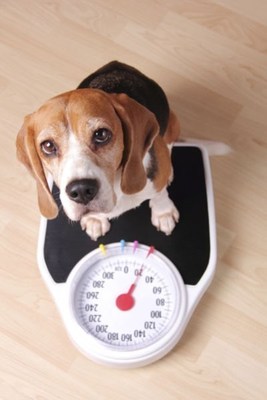 North Shore Animal League America Presents Ten Health Tips For Your Pet's Well-Being In Honor Of National Pet Obesity Awareness Day