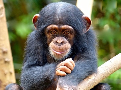 A juvenile orphaned chimpanzee at the Tacugama Chimpanzee Sanctuary in Sierra Leon, Africa. The Ebola outbreak has negatively affected tourism in the area, resulting in a decrease in funding for the Sanctuary.  The SeaWorld & Busch Gardens Conservation Fund board reviewed and approved the crisis grant request and provided financial support to offset their funding issues.