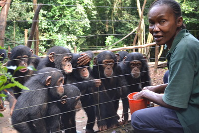 A staff member at the Tacugama Chimpanzee Sanctuary feeds a group of orphaned chimpanzees in Sierra Leone, Africa. Due to the devastating Ebola outbreak that was confirmed in Sierra Leon in May and the resulting drop in tourism to the area, the Sanctuary's funding was negatively impacted and the care of the chimpanzees jeopardized. The SeaWorld & Busch Gardens Conservation Fund board reviewed and approved the crisis grant request in September and provided financial support to offset their funding issues.