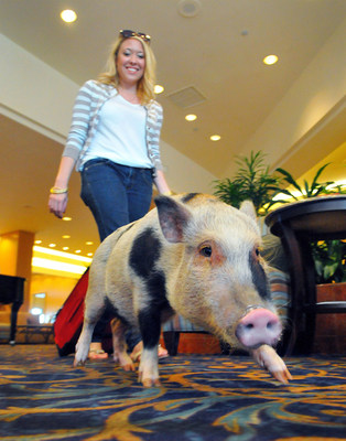Sniffing Out a Great Fall Getaway (Florida Today): Arizona, a happy-go-lucky pot-bellied pig, explores a hotel lobby along Florida's Space Coast. There are more than 50 pet-friendly hotels, restaurants, parks and beaches here that cater to pets, from poodles to pot-bellied pigs and everything in between. To discover more, visit www.visitspacecoast.com/pets Photo Credit: FLORIDA TODAY Communications