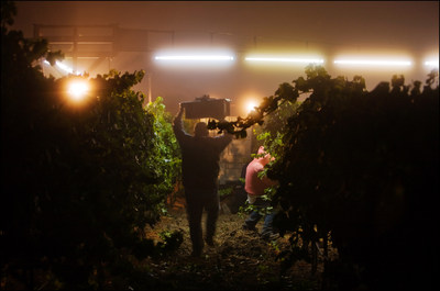 2014 California Winegrape Harvest: Earliest and Third in a String of Great Vintages this Decade