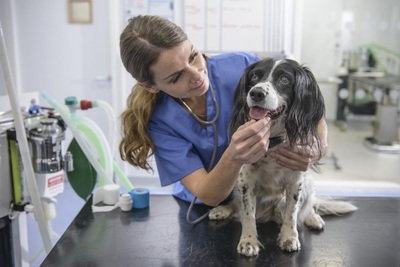 WikiVet and Mars Petcare Collaborate to Provide High-quality Online Veterinary Resources on Preventative Healthcare