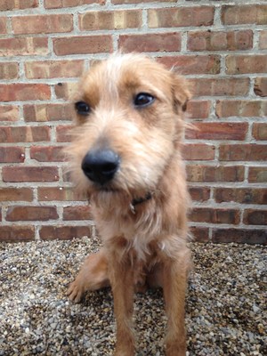Scrappy, a two-year old Irish Terrier mix, is in serious condition with K-9 influenza at Found Chicago dog rescue