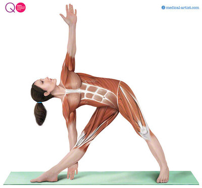 Medical-artist.com Wins Yoga Illustration Contract for QUID Publishers