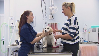 BVA and ITN Productions Launch Films for All Ages and Stages of the Veterinary Profession