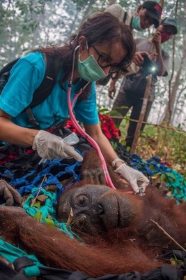 Palm Oil Industry is Crucial to the Survival of the Orangutan, Says UK Charity Rescuing the Great Apes From Forest Fires in West Borneo