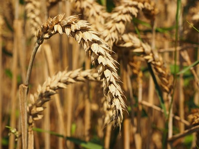 The Genome Analysis Centre Announces an Important Milestone in Wheat Research