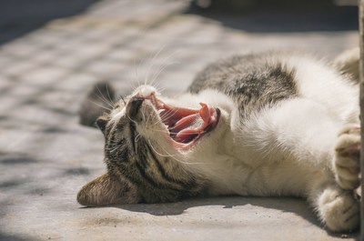 New Research Reveals Bacteria Associated With Feline Gum Disease for the First Time