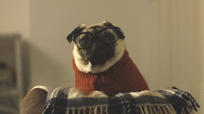 Vision Direct 'A Pug's Christmas' Campaign