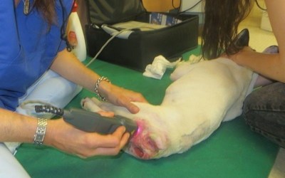 MLS® Laser Therapy: A New Frontier in the Effective Treatment of Wounds in Veterinary Medicine