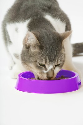 New Study Reveals Cat Foods Need the Perfect Combination of Great Flavour and Nutrition