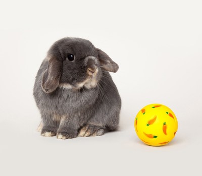 Top of the Hops: Amazon Pets Competition Propels Effie the Bunny to UK Superstardom