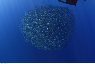 Une étude d'Oceana établit qu'une gestion durable des stocks halieutiques permettrait d'augmenter de 57% les captures dans les eaux Européennes
