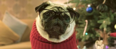 Gizmo the Pug Saves Christmas in New Vision Direct Advert