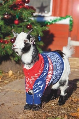 Animals Don Christmas Jumpers to Help Some of Africa's Poorest Farmers This Christmas